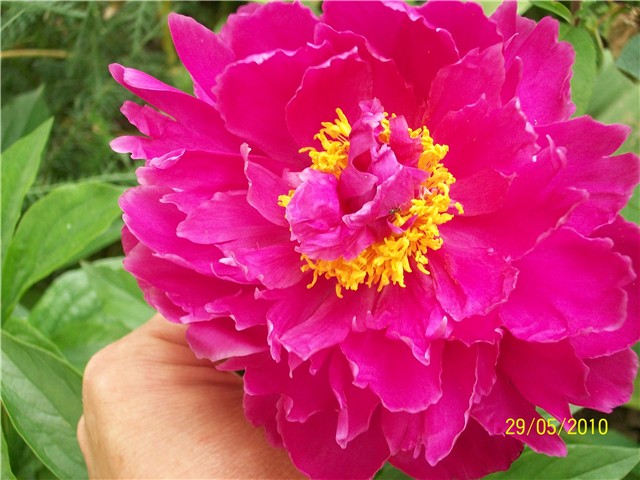 božur - lat. paeonia